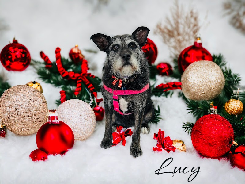 Fur Babies Grooming Salon & Spa cover image