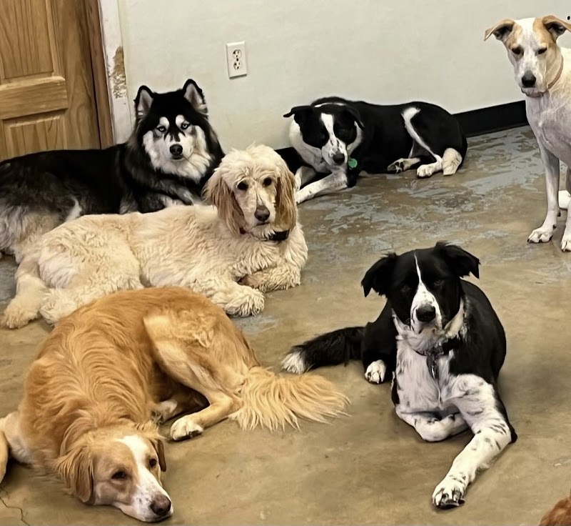 Austin Dogtown Boarding & Daycare cover image