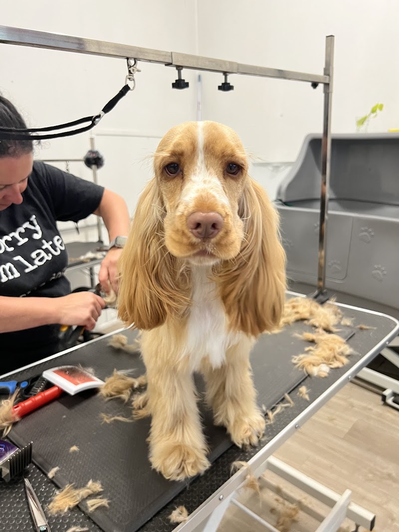 Bluey Dog Salon & Dog Daycare cover image