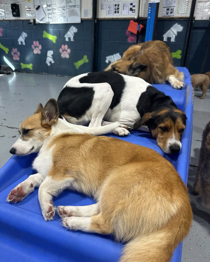 Homedog Resort & Daycare cover image