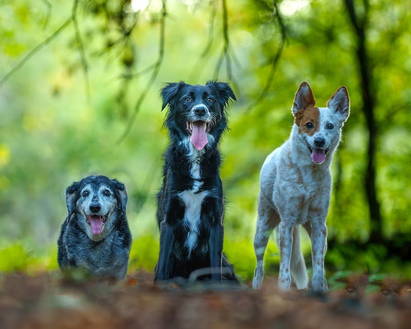 AB photo visions cover image