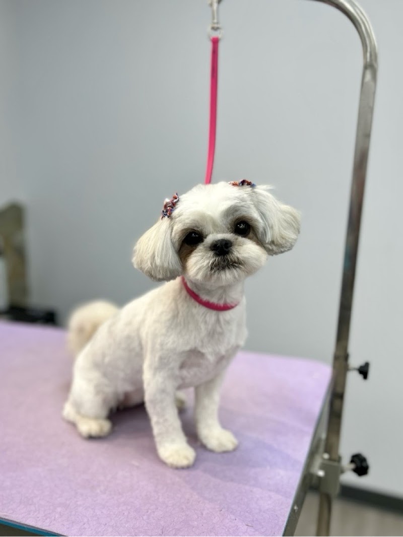 Groomology West Pet Salon & Spa cover image