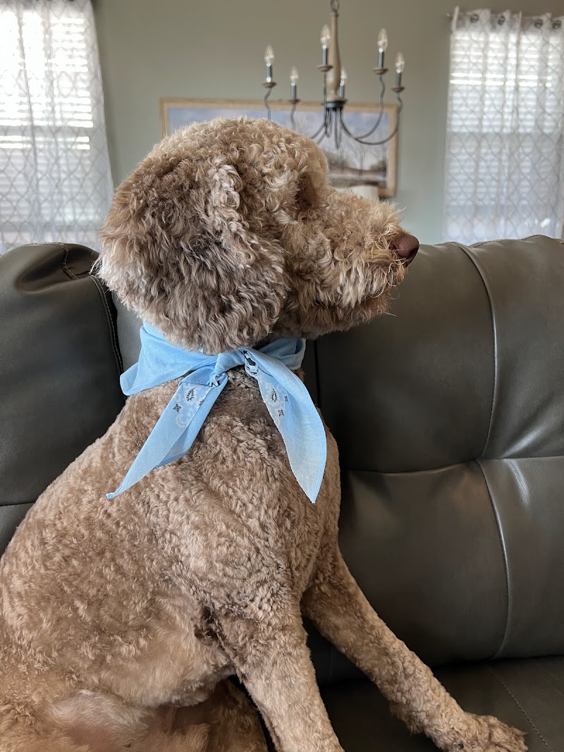 Furry Friends Salon cover image