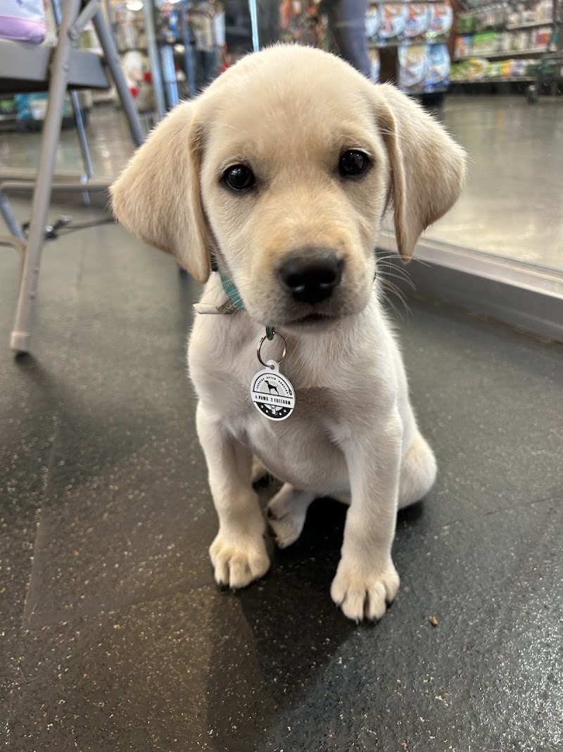 4 Paws 2 Freedom cover image