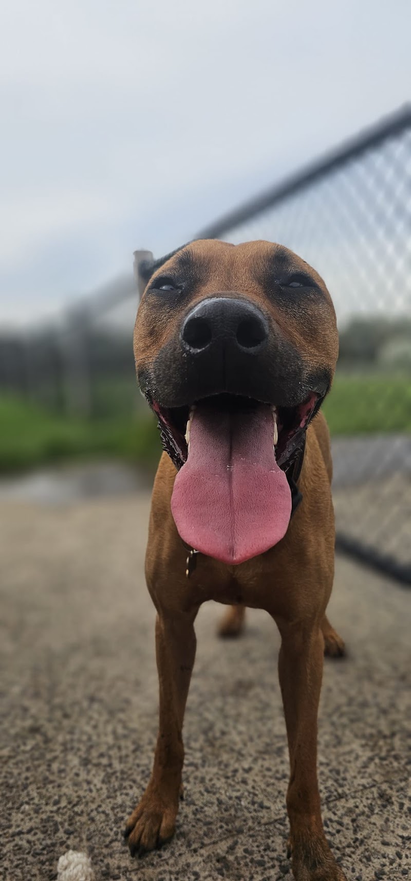 Rest Bite Dog Walking cover image