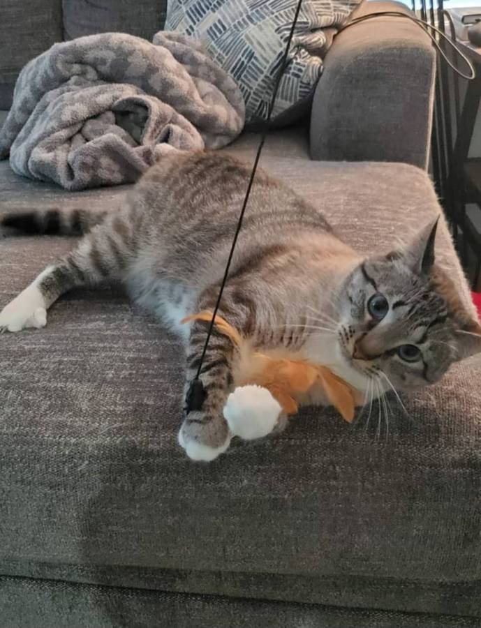 Uptown Pets Pet Sitting and Animal Care cover image