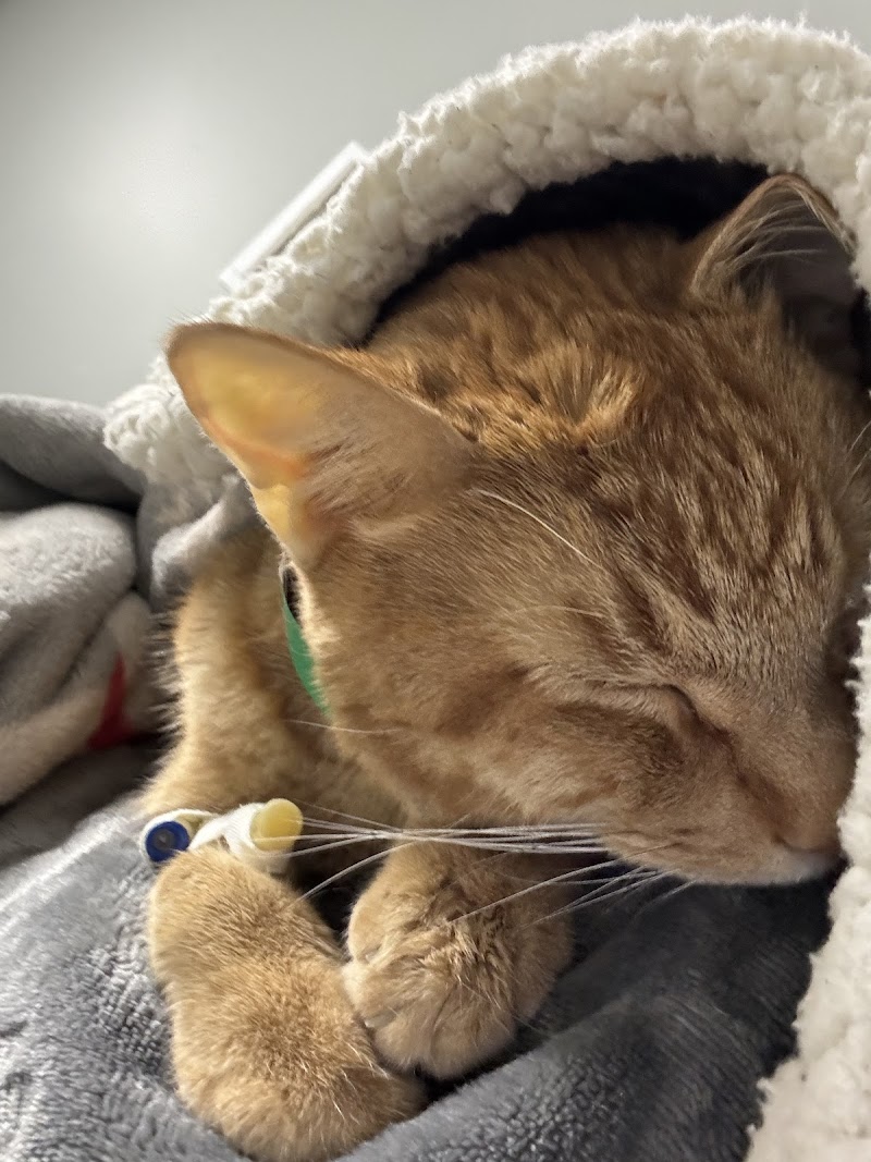 BluePearl Pet Hospital cover image