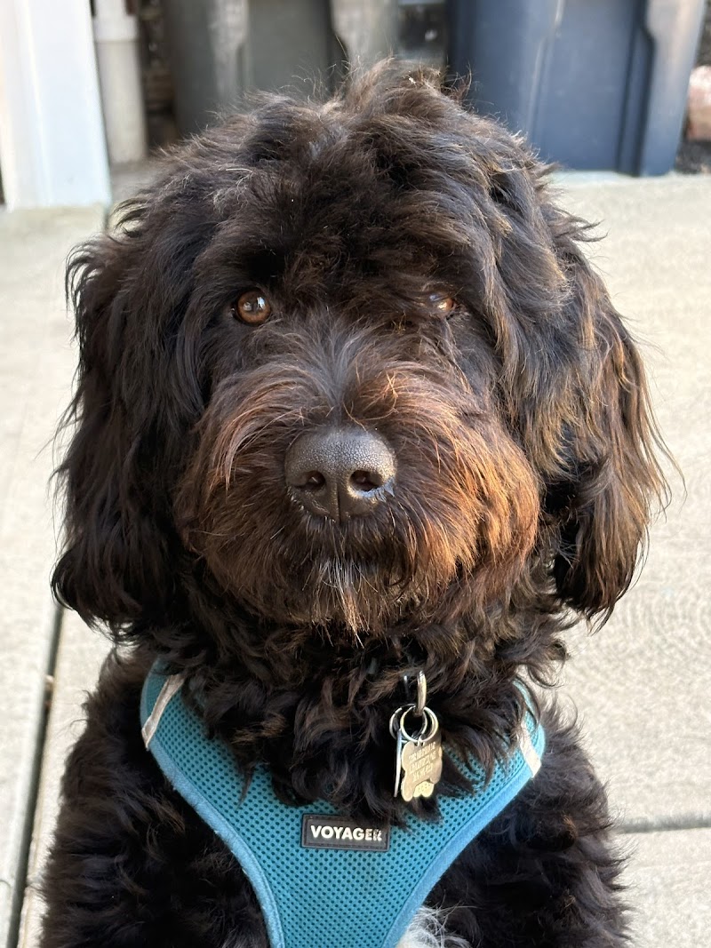 Dogtropolis cover image