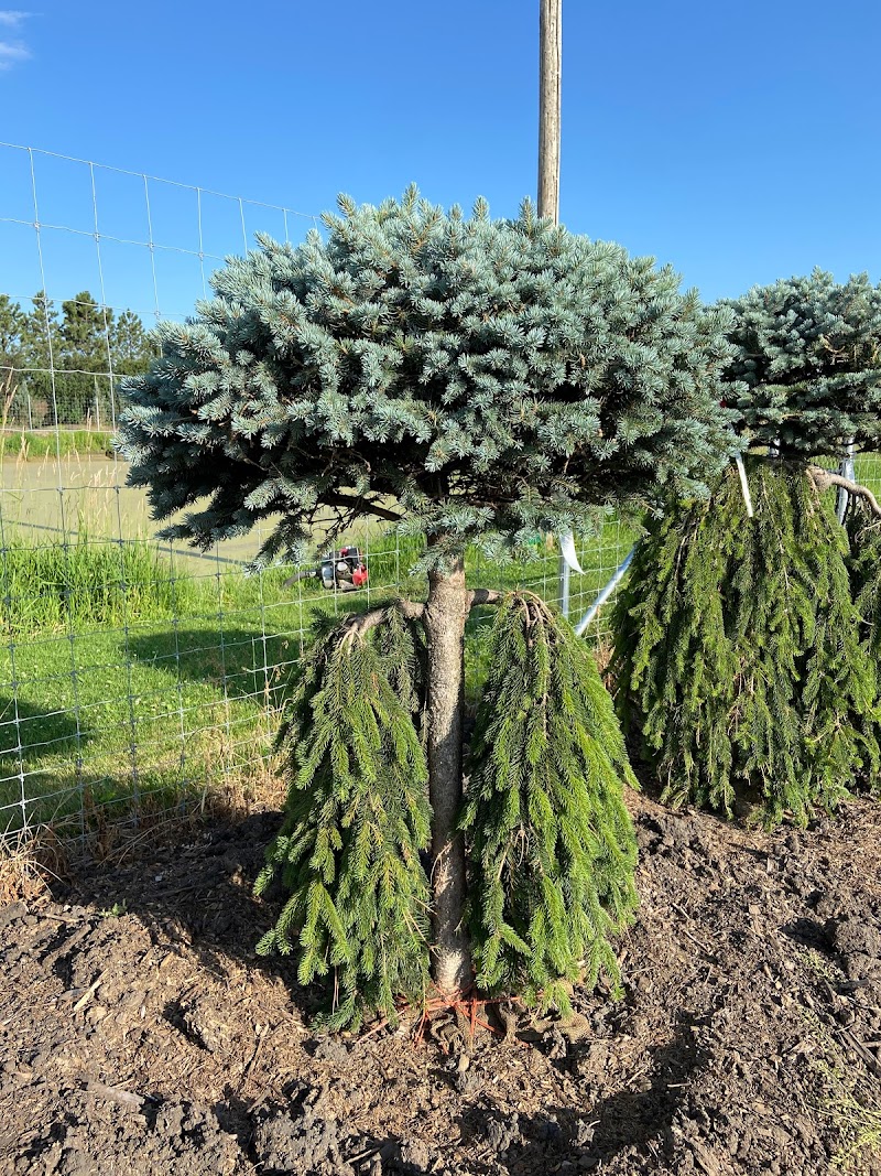 Sunstar Nurseries Ltd. cover image