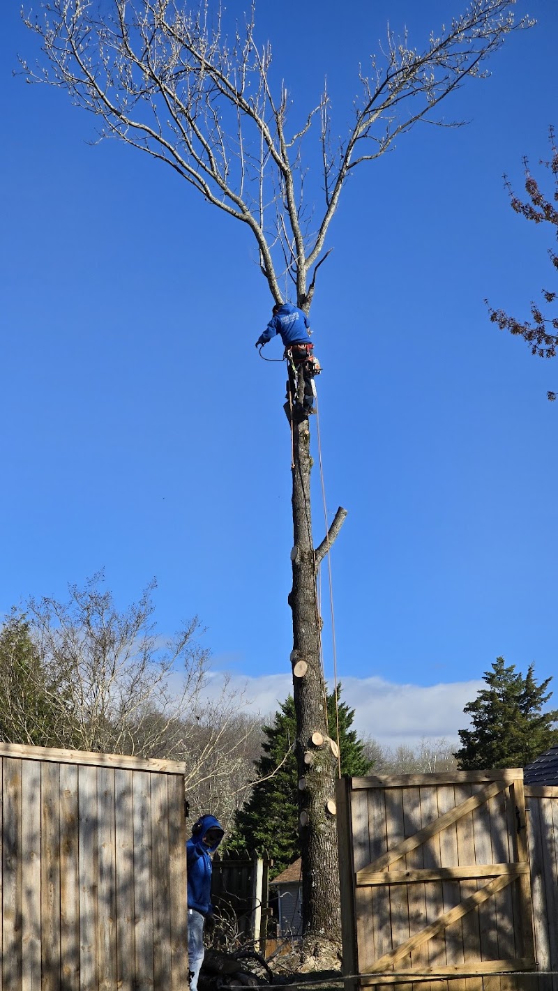 First Choice Lawn & Tree Service cover image