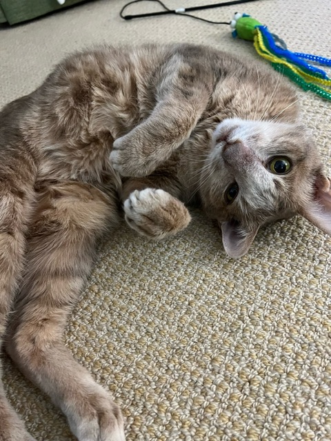 Bone·A·Fide Pet Care cover image