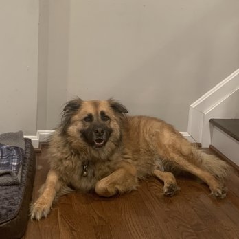 Prince Benji Dog Grooming cover image