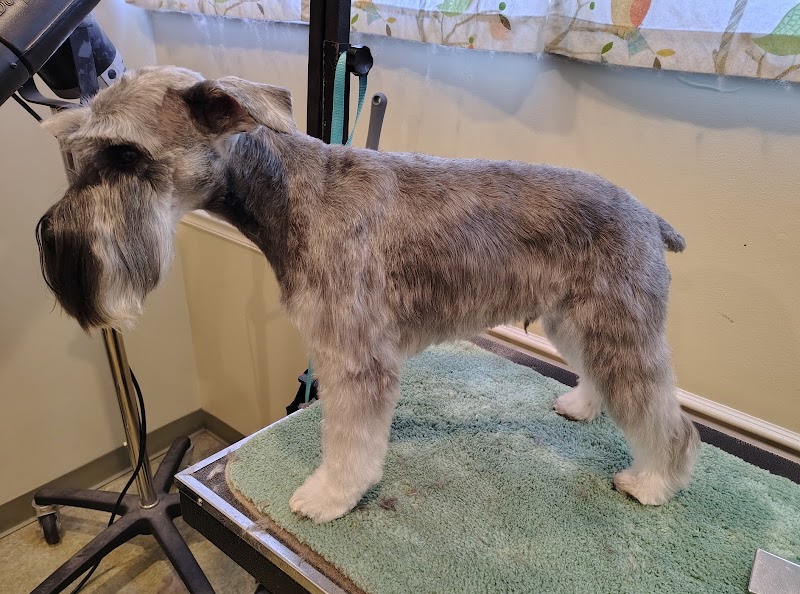 Petey's Pet Stop cover image