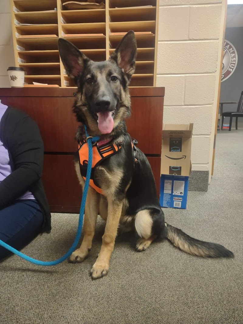 Dog Training Camp USA cover image