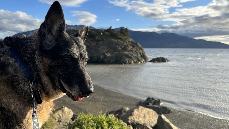 Anchorage Veterinary Clinic and Urgent Care cover image