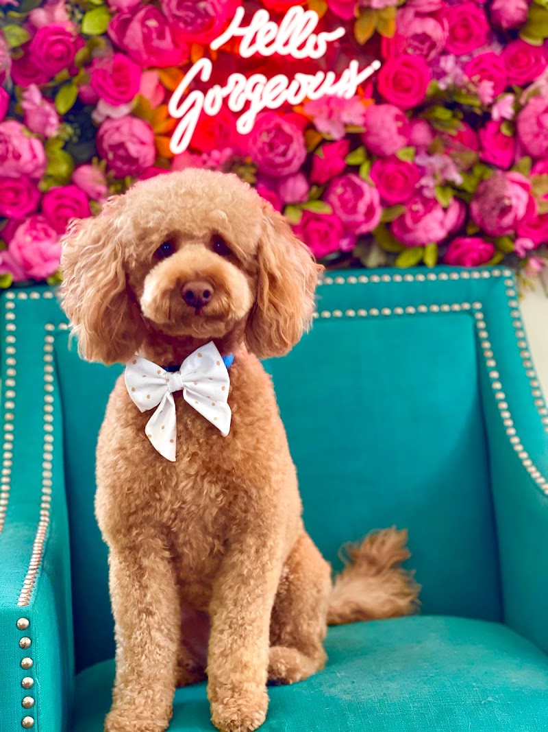 The Grooming S’paw cover image