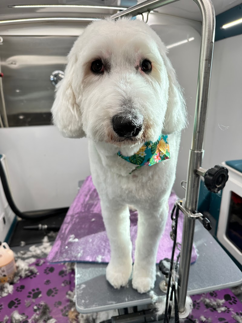 MOBILE DOG GROOMING | Rainbow Grooming | Highlands Ranch, CO cover image