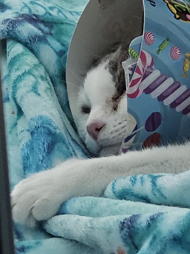 Windsor Park Animal Hospital cover image