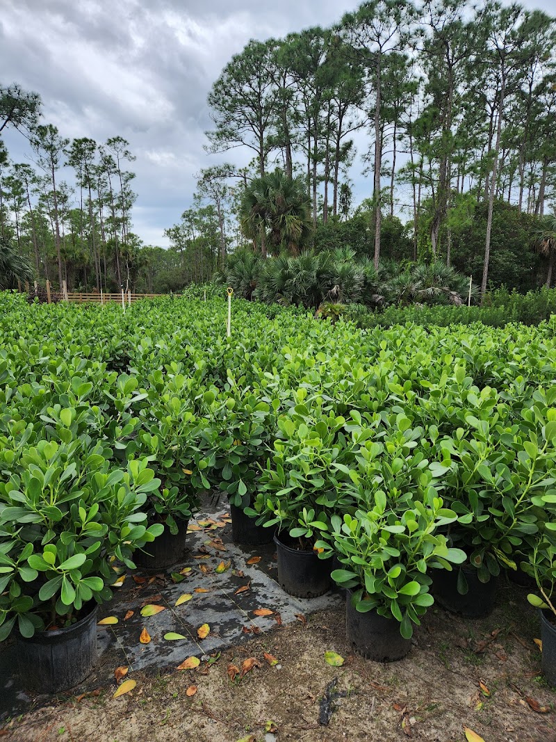 Garden Grove Nursery cover image