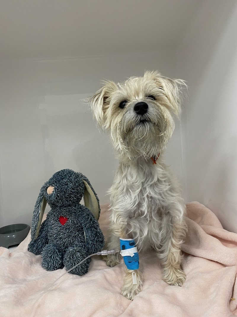 Perth Vet Emergency Cannington cover image