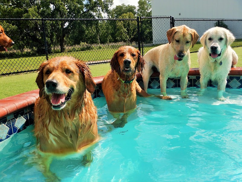 Happy Paws Pet Resort cover image