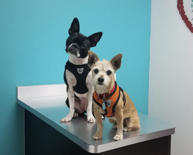 Miami Animal Clinic cover image