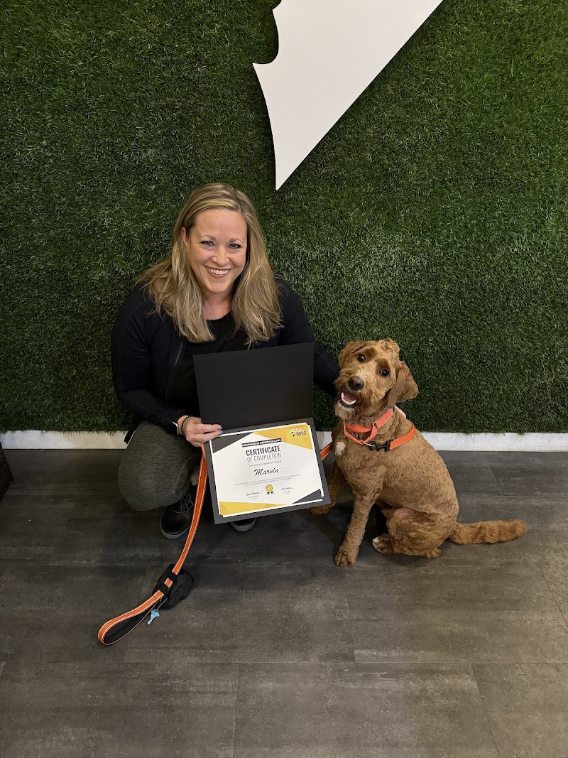 District Dogs Enrichment Facility cover image