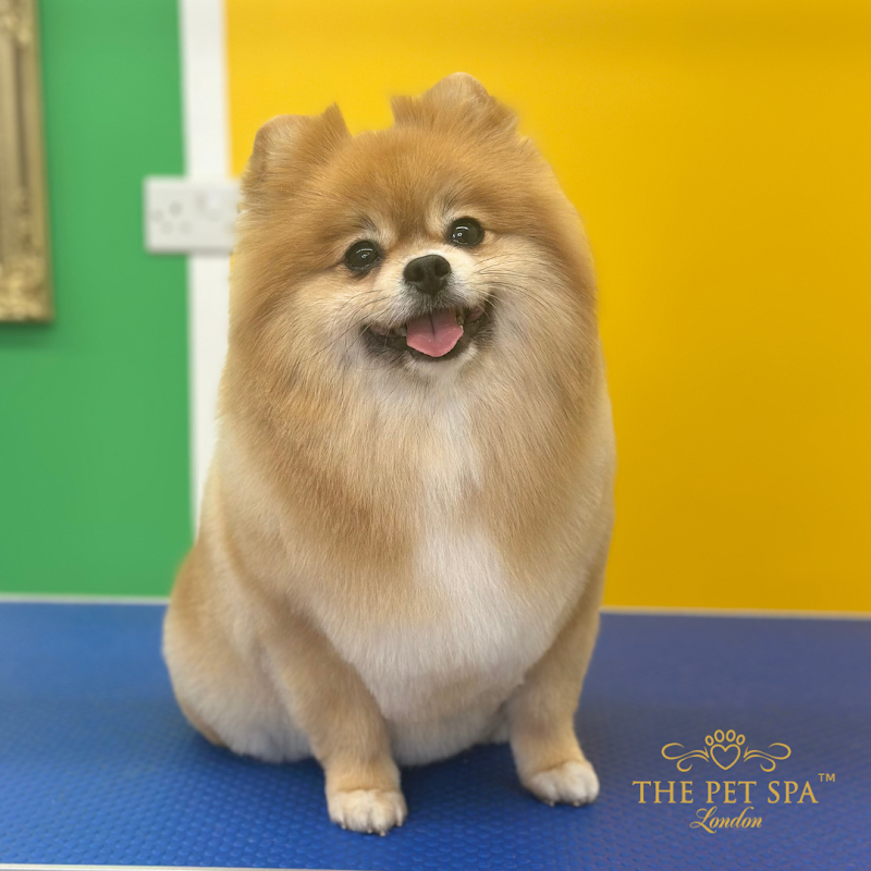 The Pet Spa cover image
