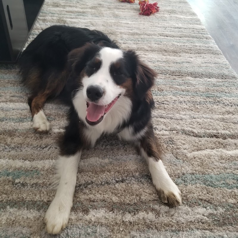 Paws First Fort Wayne cover image