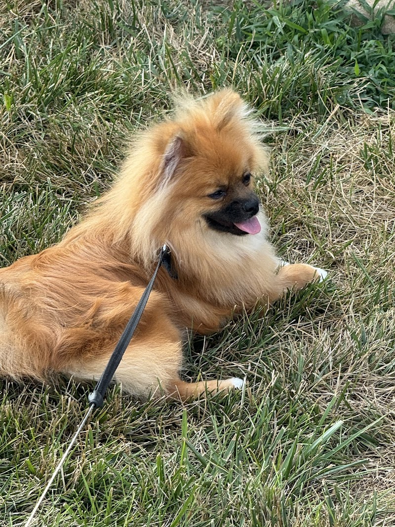 Williamsburg Pet Hotel & Suites cover image