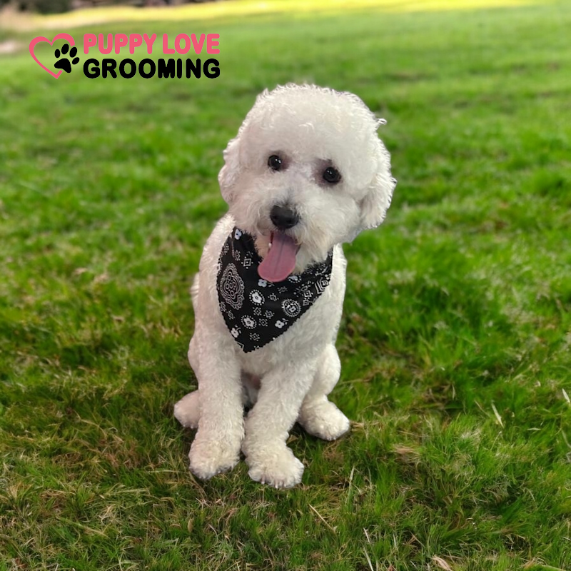 Puppy Love Grooming cover image
