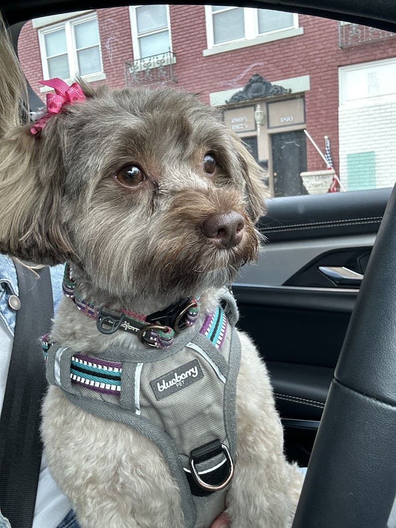 Picasso Dog Groomery cover image