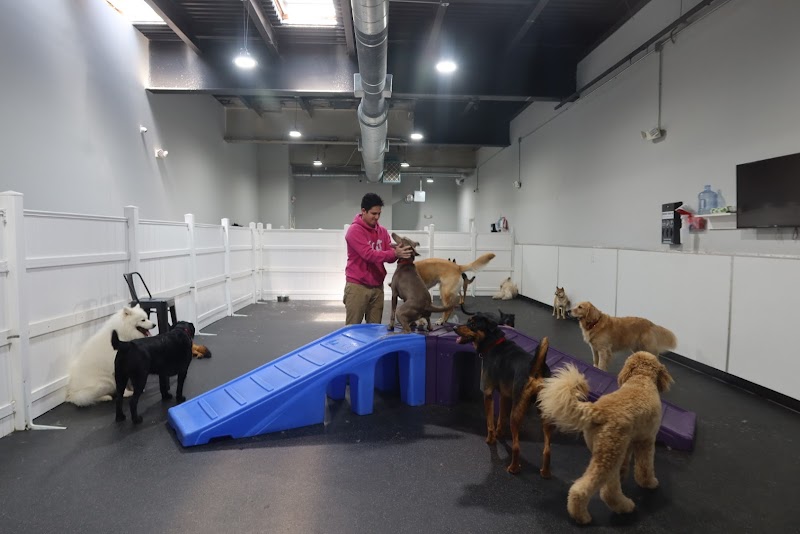 DOG Hotels Miami Beach cover image