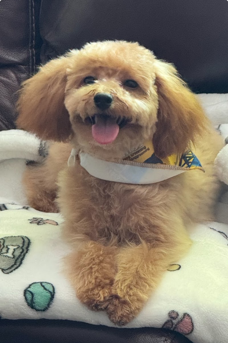 Tito's Dog Grooming Miami cover image