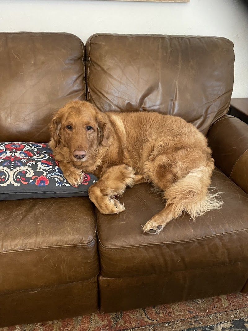 Goody Dog Care and Pet Boarding/Sitting cover