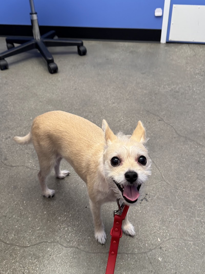 Modern Animal Downtown LA cover image