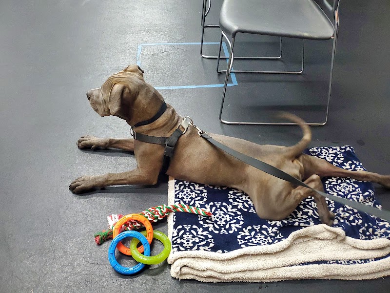 Family Dog Training & Behavioral Center, LLC cover