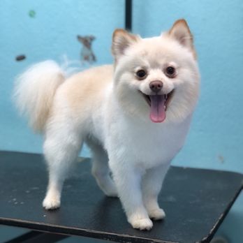 Puppy Land cover image