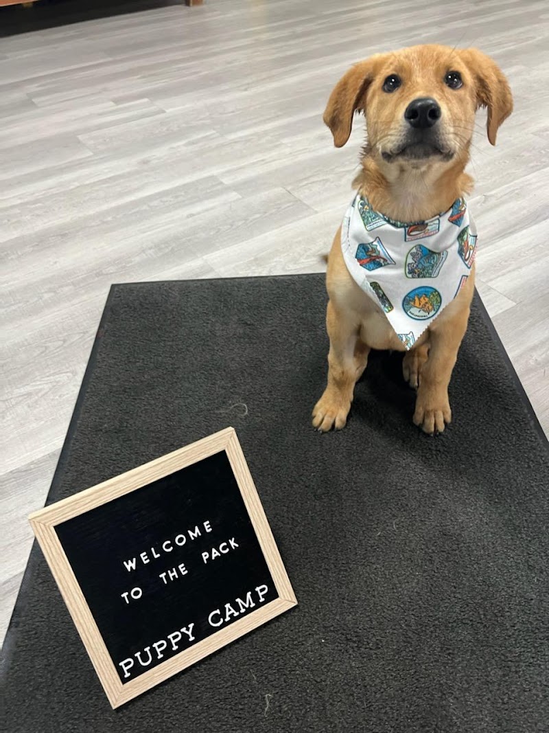 Puppy Camp cover image