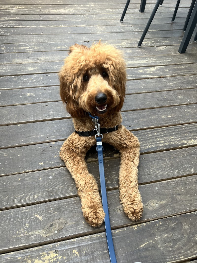 Beyond the Dog - Dallas cover image