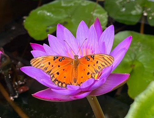 Subtropical Nursery & Botanic Garden cover image