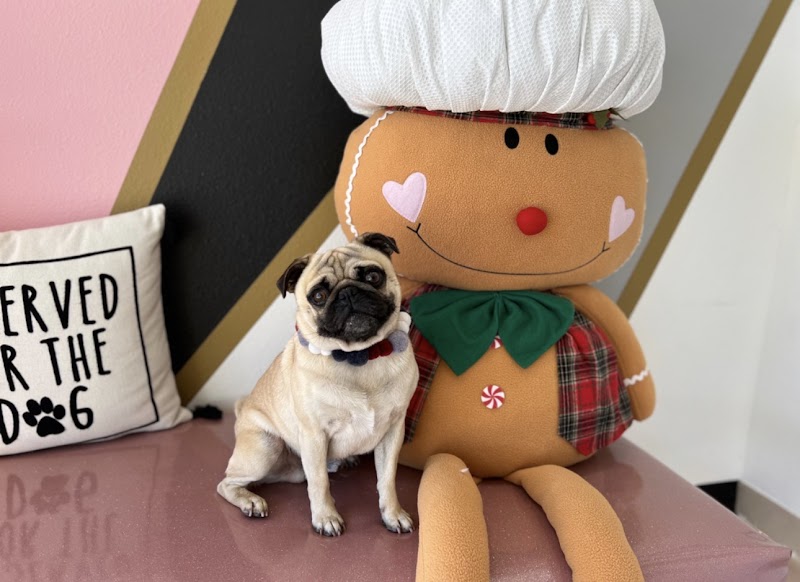 the velvet paw lounge LLC cover image