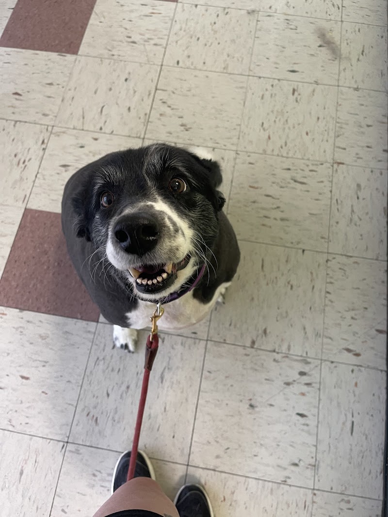 Gentle Loving Care Dog Grooming cover image