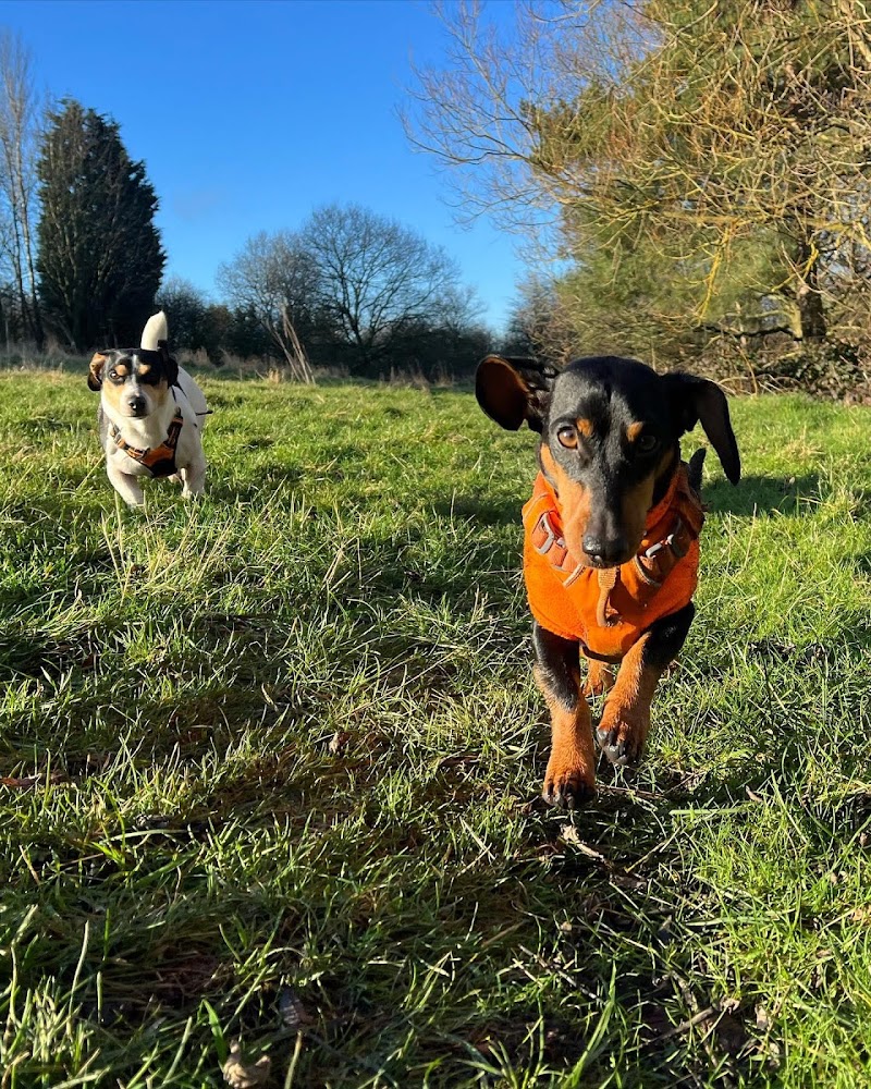 New Forest Pet Care - Dog Walking and Pet Sitting services cover image