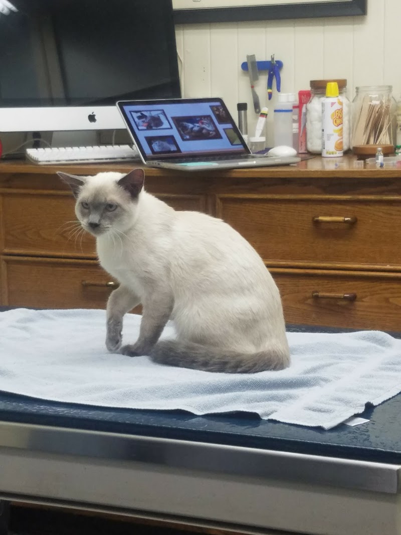 San Francisco Pet Hospital cover image