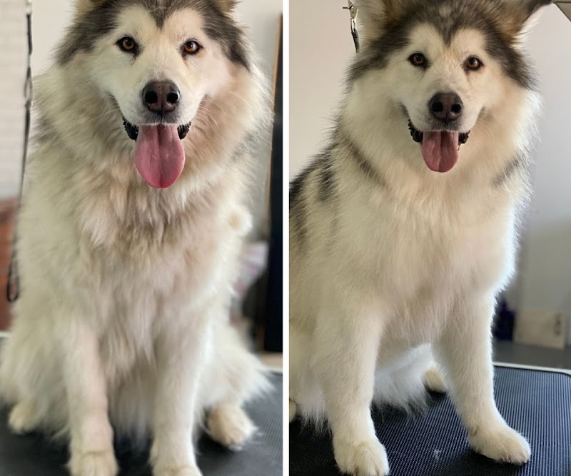 The Dog Barber cover image