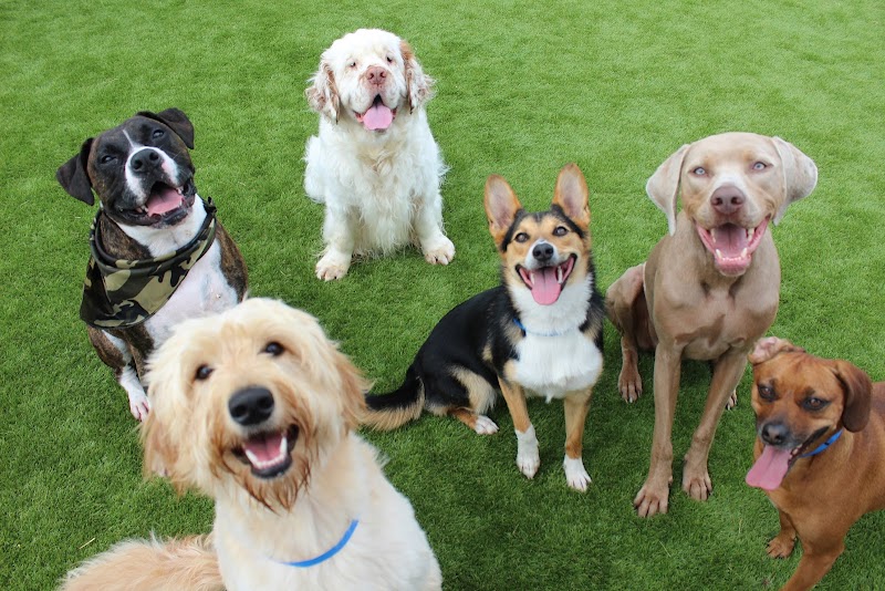 Meadowlake Pet Resort cover image