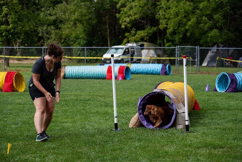 SUPERNOVA DOGS cover image