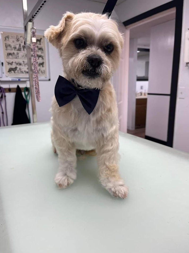 The Furologist Pet Grooming cover