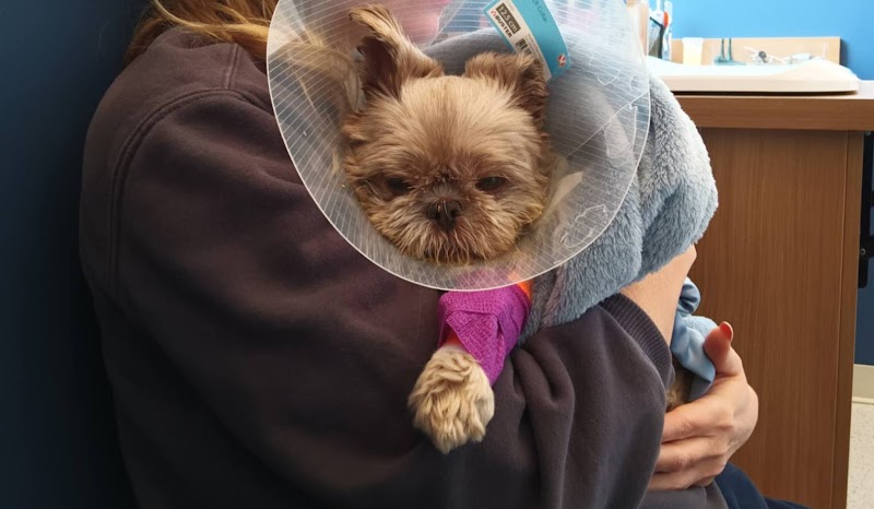 Royal Vet Clinique Vétérinaire - Sud Ouest cover image